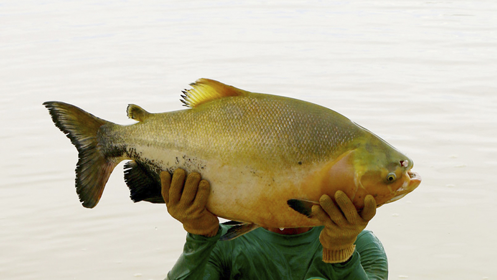 Genomic tools will help prevent inbreeding between tambaqui matrices