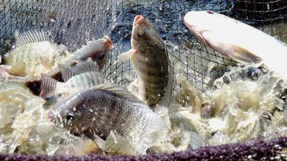 Piscicultura em tanque suspenso pode aumentar em até 6 vezes o quilo de peixe produzido